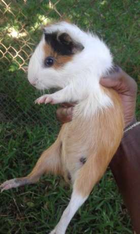 New stok of Little hamster Sírios. Sales for missing the last time Maputo - imagem 3