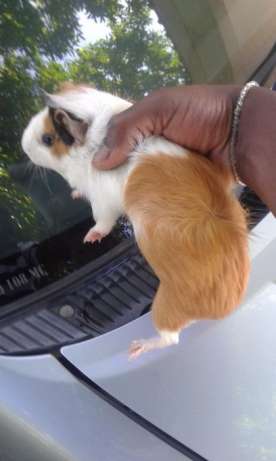 New stok of Little hamster Sírios. Sales for missing the last time Maputo - imagem 7