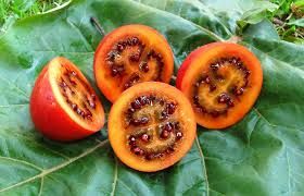 Vendo Tamarillo (Solanum betaceum) planta Malhangalene - imagem 1