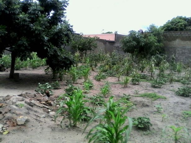 Vendo terreno no albazine 15/30 Magoanine - imagem 5