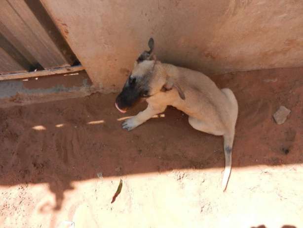 Cachorro na bolada Bairro do Mavalane - imagem 1