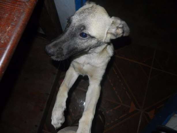 Cachorro na bolada Bairro do Mavalane - imagem 3