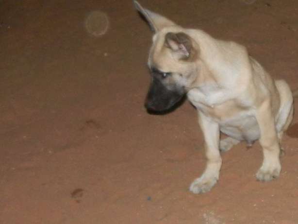 Cachorro na bolada Bairro do Mavalane - imagem 5