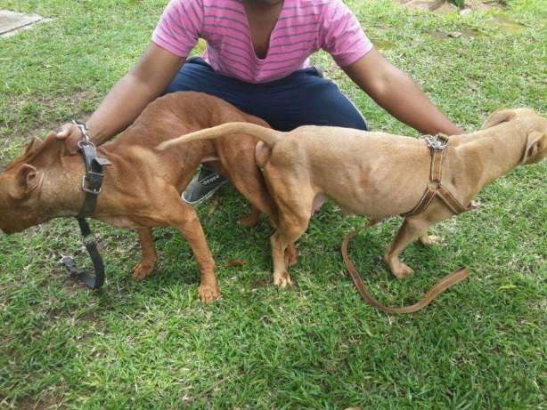 American pitbull Cidade de Matola - imagem 1