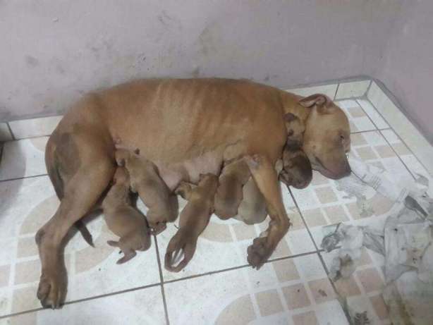 American pitbull Cidade de Matola - imagem 2