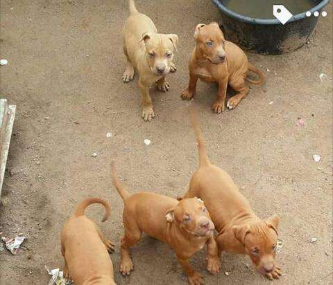 American pitbull Cidade de Matola - imagem 3