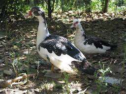 Patos a venda Cidade de Matola - imagem 1