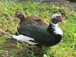 Patos a venda Cidade de Matola - imagem 2