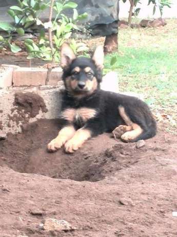 vendo cachorros Pastor Alemão Matola Rio - imagem 1