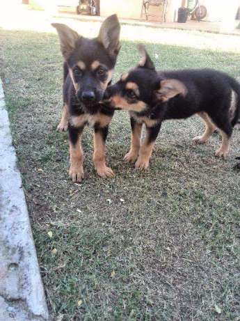 vendo cachorros Pastor Alemão Matola Rio - imagem 2