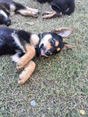 vendo cachorros Pastor Alemão Matola Rio - imagem 3