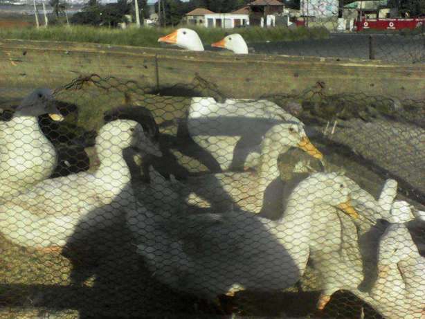 Casal de patos marecos Bairro do Jardim - imagem 3
