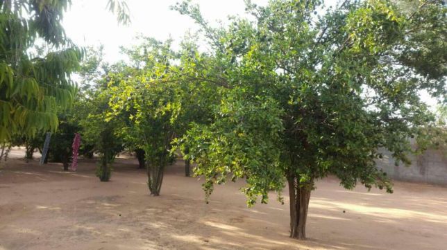 Quinta em malhapsene a venda Fomento - imagem 7