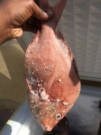Vendo variedades de peixe Cidade de Matola - imagem 1