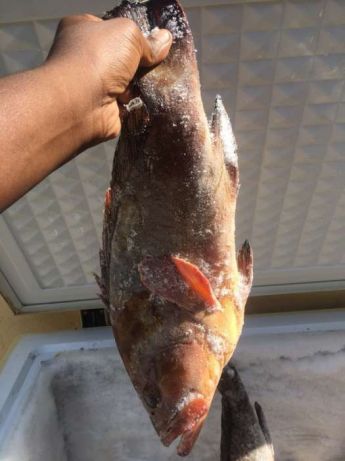Vendo variedades de peixe Cidade de Matola - imagem 2