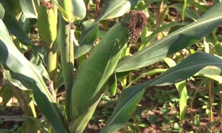 Governo monitora produção agrícola em Tete