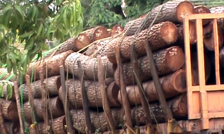 Furtivos continuam a roubar madeira em Cabo Delgado