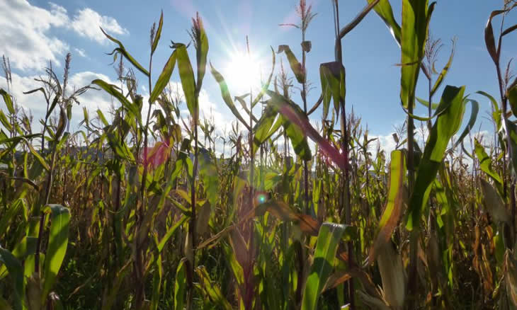 Província de Maputo enfrenta desafios na produção do milho