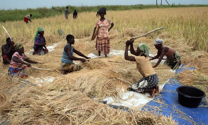 Campanha “Não ao Prosavana” reitera sua posição