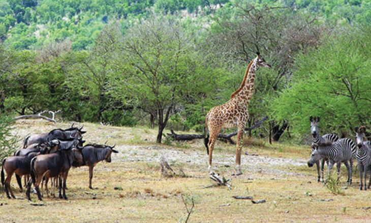 Reserva Nacional de Marromeu foi a primeira Zona Húmida de Importância Internacional do país