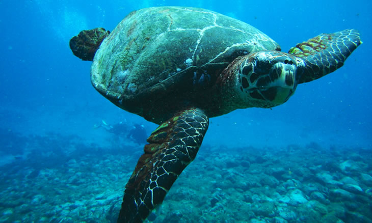  Furtivos dizimam tartaruga marinha no arquipélago das Quirimbas