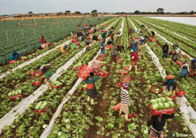 Intervenientes na comercialização agrícola querem condições de rentabilização dos seus produtos