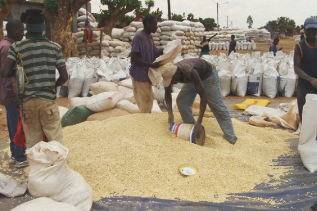 Eráti arrecada mais de 300 mil meticais em comercialização agrícola