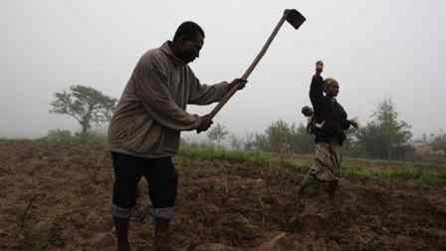 Cresce número de camponeses a adotarem agricultura de conservação