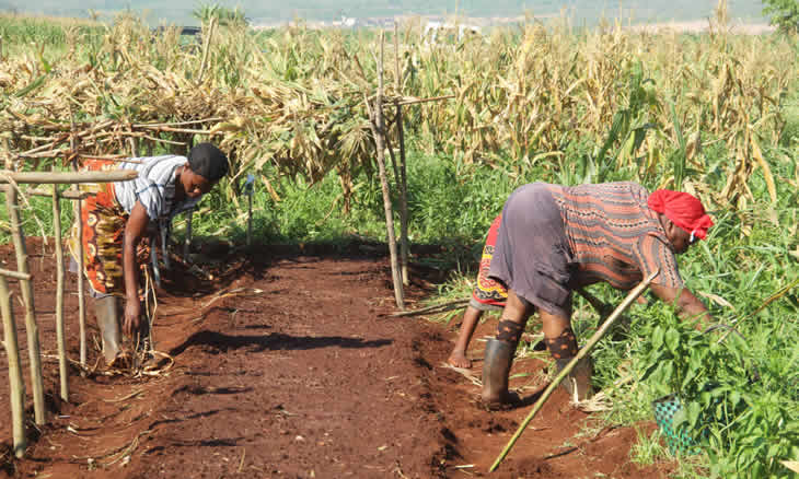 FAO defende que Moçambique deve tirar maior proveito da sua terra 