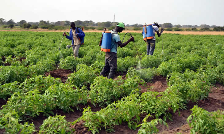   Governo compromete-se em transformar Vale de Limpopo em primeira Zona Económica Especial Agrícola do país