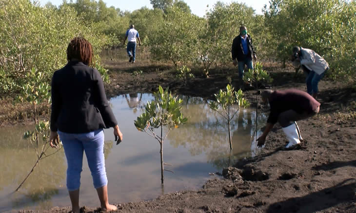 Moçambique vai plantar 5 mil hectares de mangais em todo país