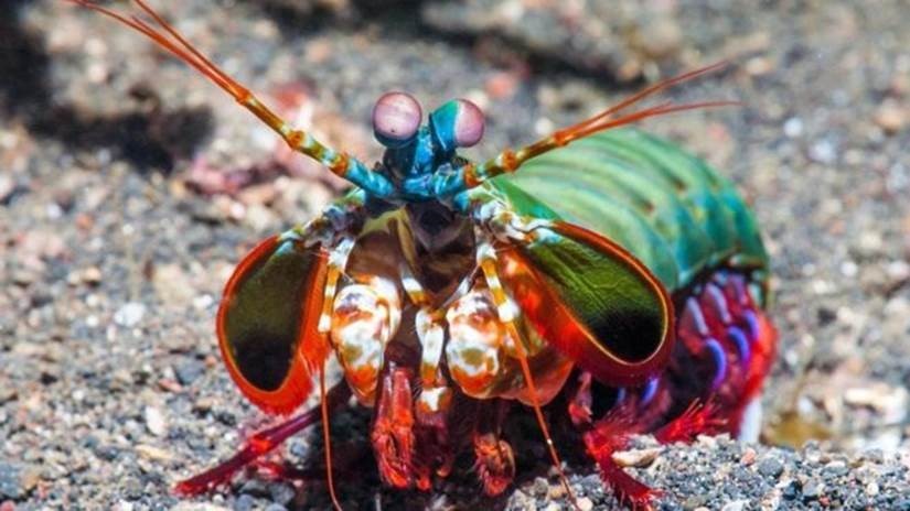 Mantis shrimp